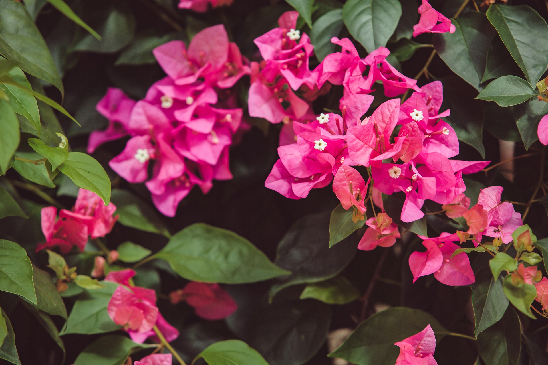 Bouganvillea
