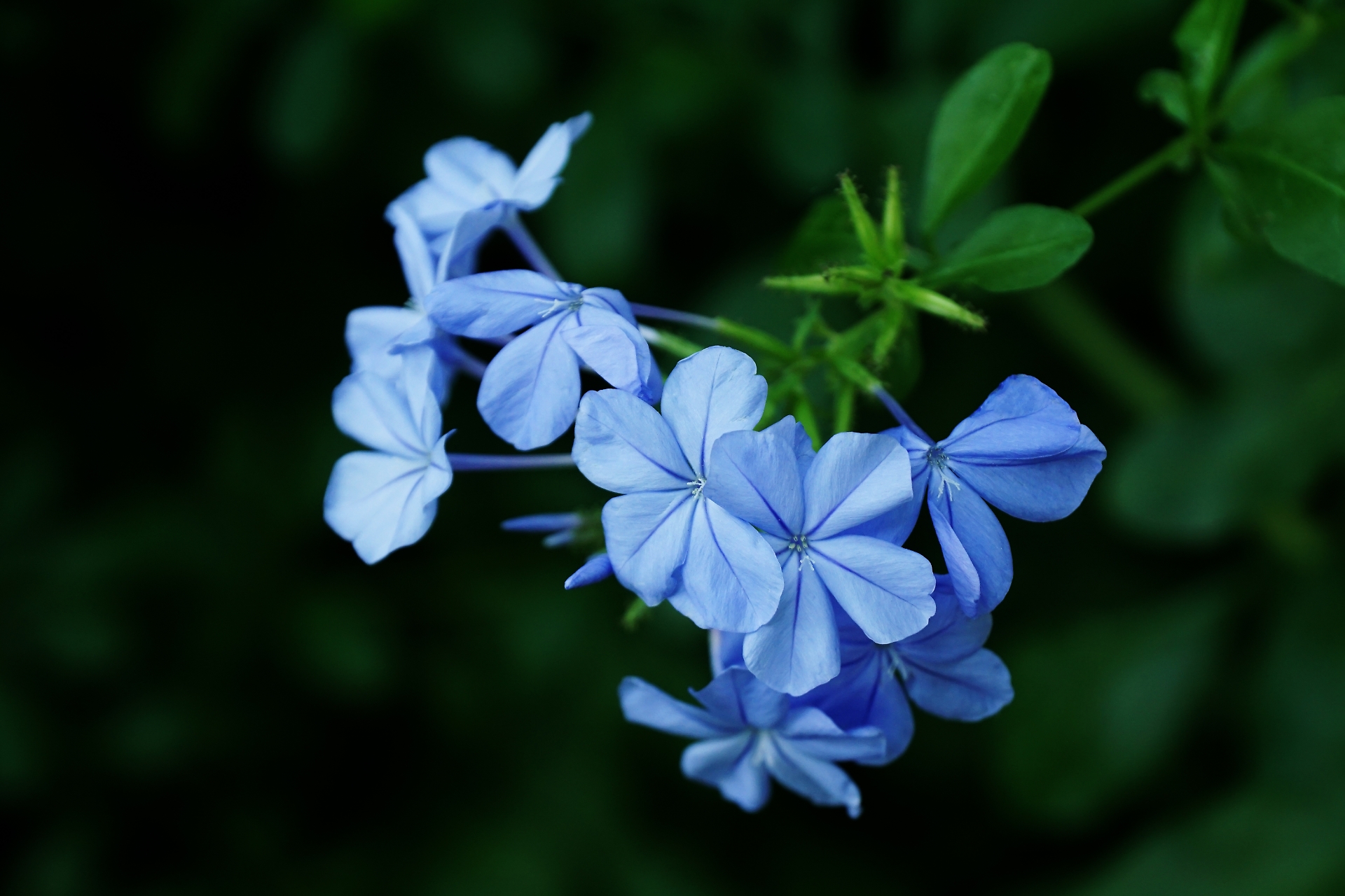 Plumbago del Capo