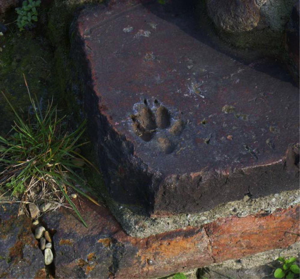 Spostandosi di pochi metri verso via XX Settembre, un ulteriore elemento testimonia la vita quotidiana dell’epoca romana: su un frammento di pavimentazione antica è visibile l’impronta di un cane